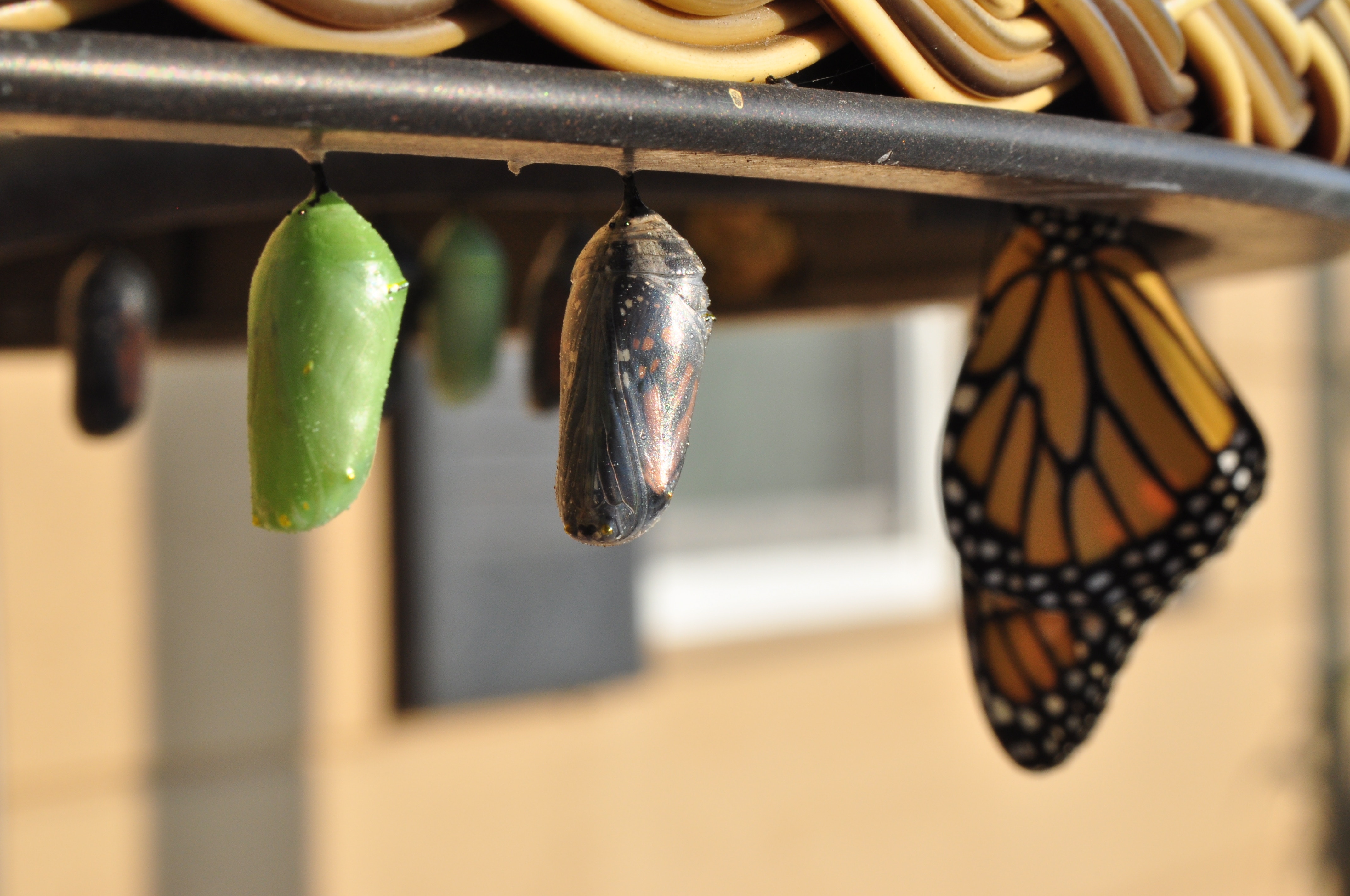 Evolution of self, butterfly, cocoon, larva